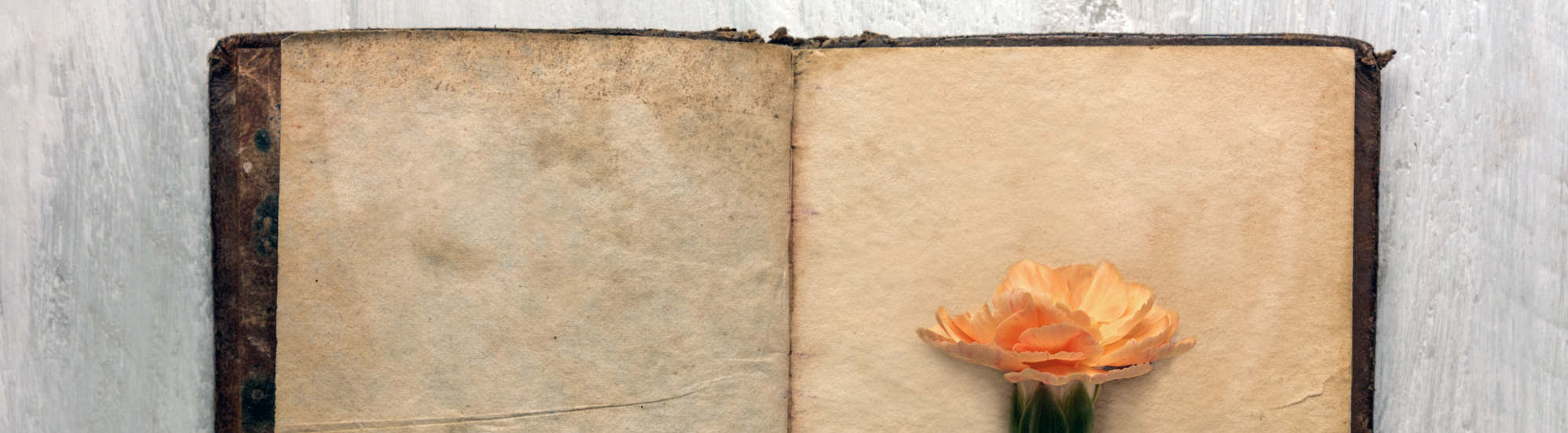 Amber Law Holistic Lawyer