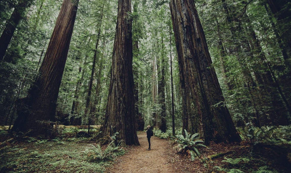 Mindfulness in Law Society